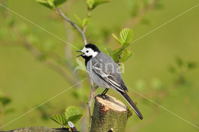 White Wagtail (Motacilla alba)