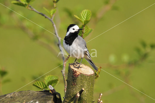 Witte Kwikstaart (Motacilla alba)