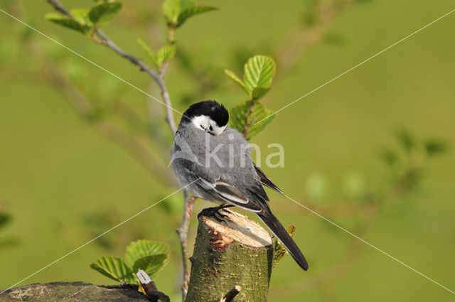 Witte Kwikstaart (Motacilla alba)