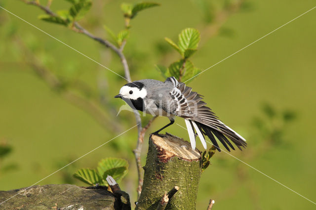 Witte Kwikstaart (Motacilla alba)