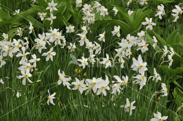 Pheasant’s-eye Daffodil (Narcissus poeticus)