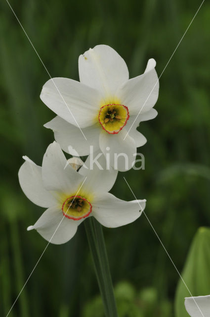 Pheasant’s-eye Daffodil (Narcissus poeticus)