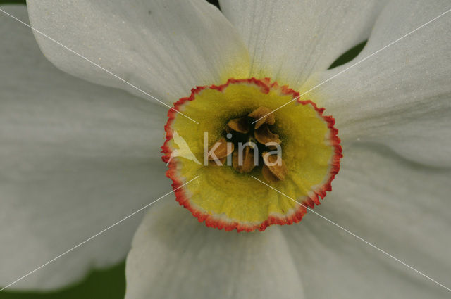 Pheasant’s-eye Daffodil (Narcissus poeticus)