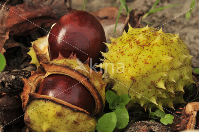 Witte paardenkastanje (Aesculus hippocastanum)