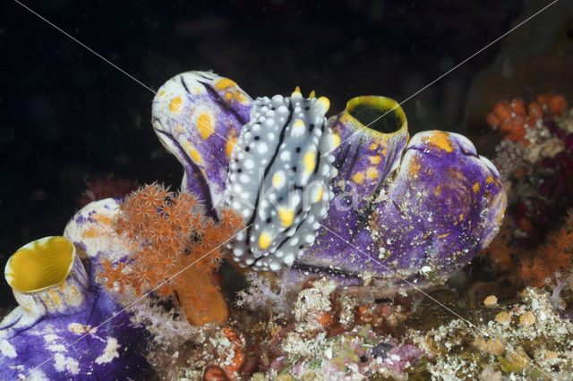 Sea slug (Phyllidia elegans)