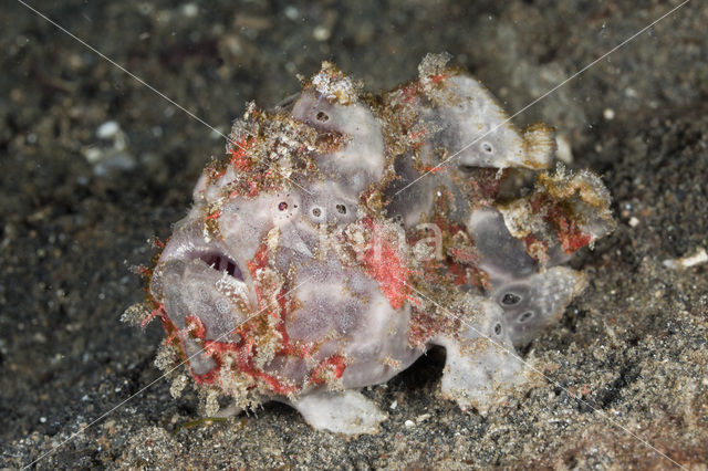 Warty frogfish (Antennarius maculatus)