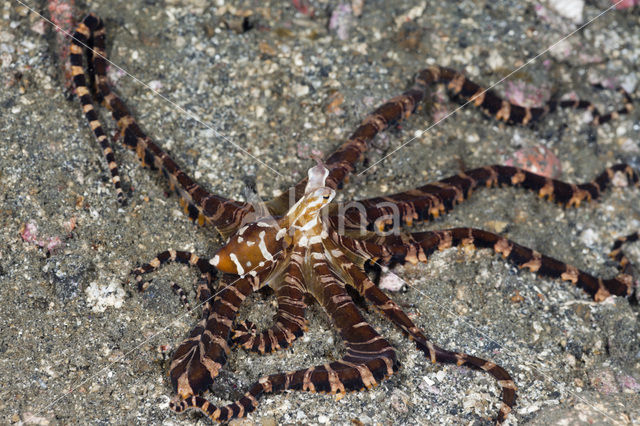 Wunderpus octopus (Wunderpus photogenicus)