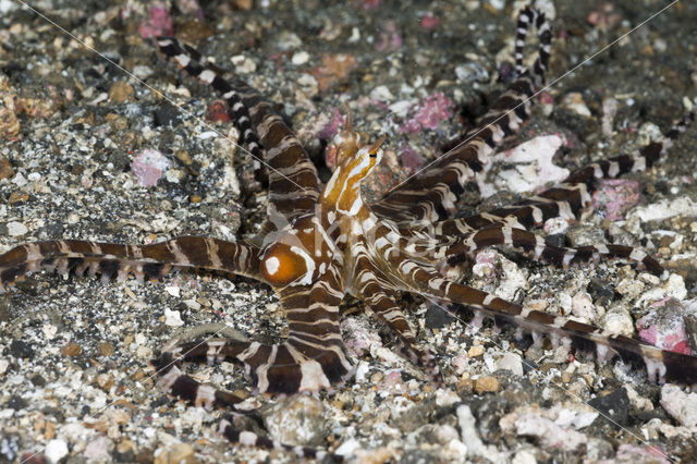 Wunderpus octopus (Wunderpus photogenicus)