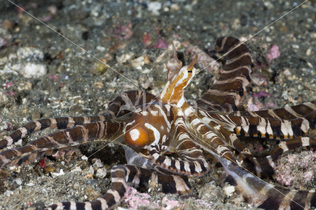 Wunderpus octopus (Wunderpus photogenicus)