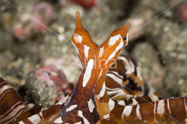 Wunderpus octopus (Wunderpus photogenicus)