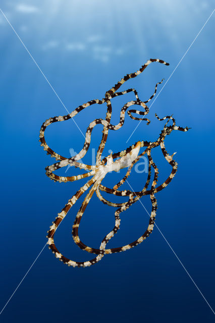 Wunderpus octopus (Wunderpus photogenicus)