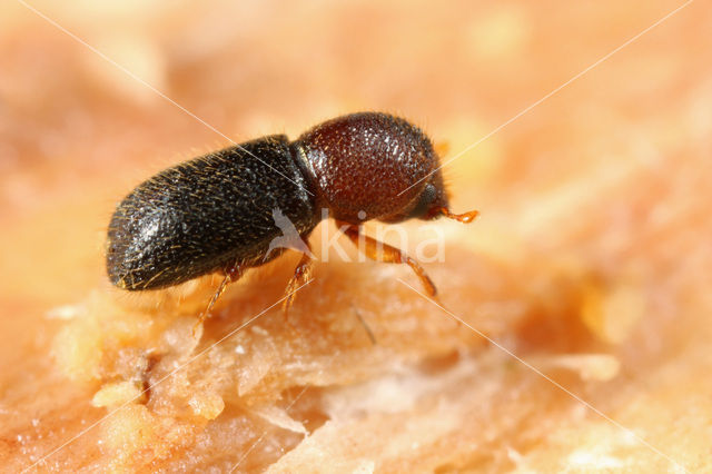 Xyleborus cryptographus