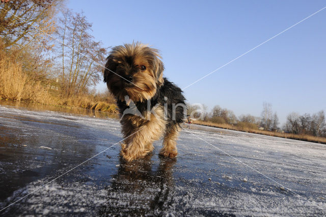 Yorkshire terrier (Canis domesticus)