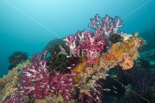 Thistle Coral (Dendronephthya spec.)