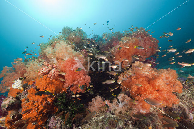 Thistle Coral (Dendronephthya spec.)