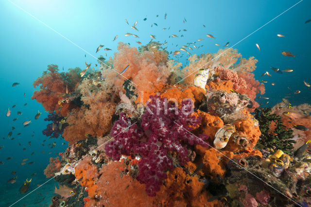 Thistle Coral (Dendronephthya spec.)