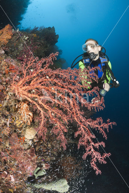 Zacht koraal (Chironephthya sp)