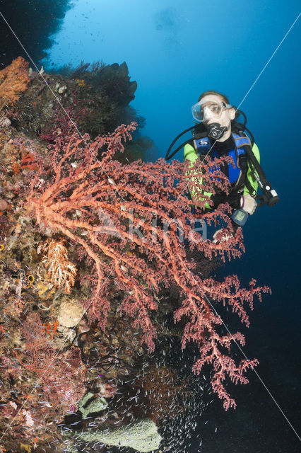 Soft Coral (Chironephthya sp)