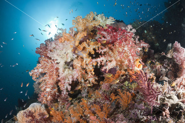 Thistle Coral (Dendronephthya spec.)