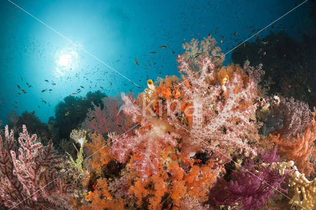 Thistle Coral (Dendronephthya spec.)