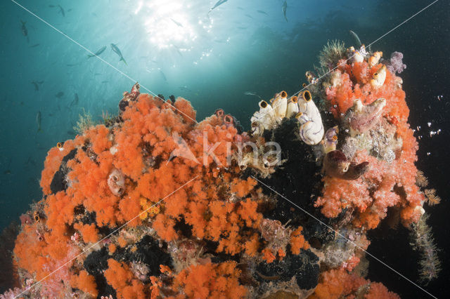 Thistle Coral (Dendronephthya spec.)