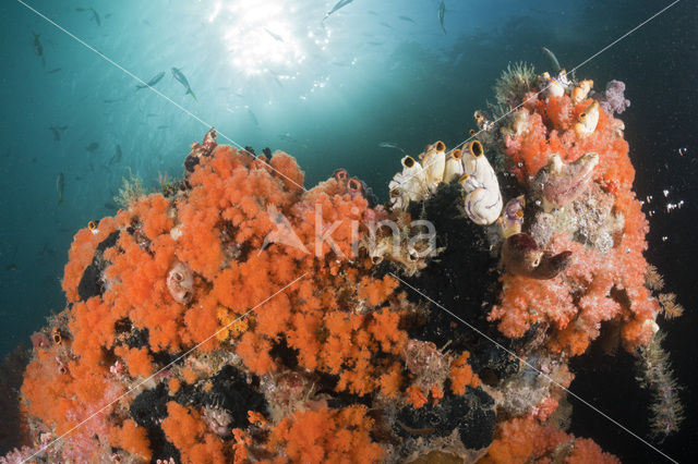 Zacht koraal (Dendronephthya spec.)