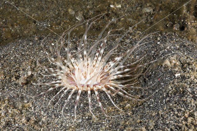 Tube anemone (Cerianthus spec)