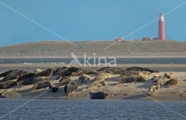 Zeehond spec.