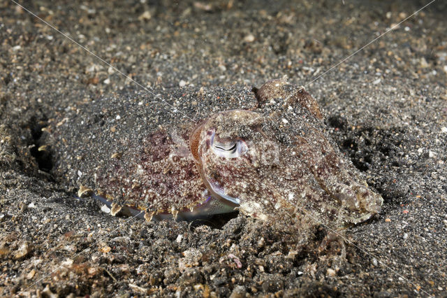 Cuttlefish (Sepia sp.)