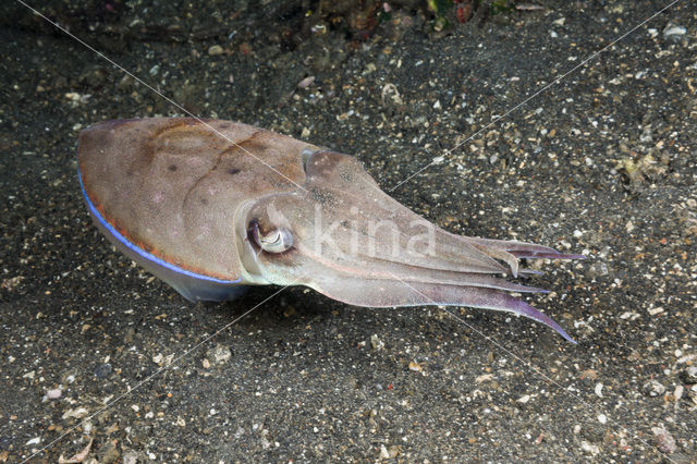 Cuttlefish (Sepia sp.)