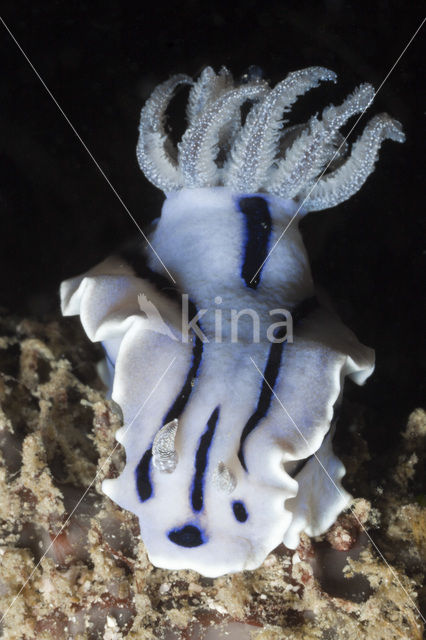 Sea slug (Chromodoris willani)