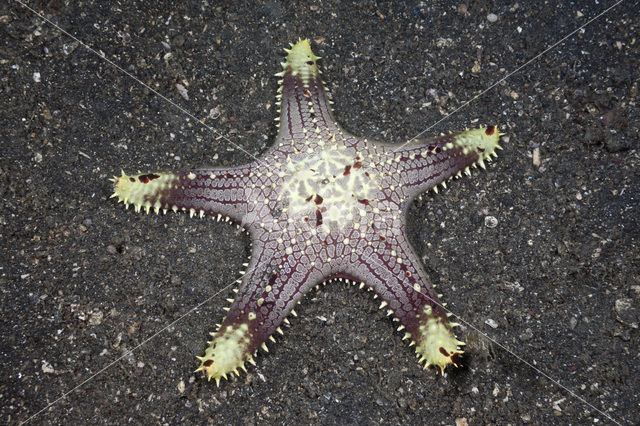 starfish (Asterias spec)