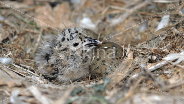 Herring Gull (Larus argentatus)