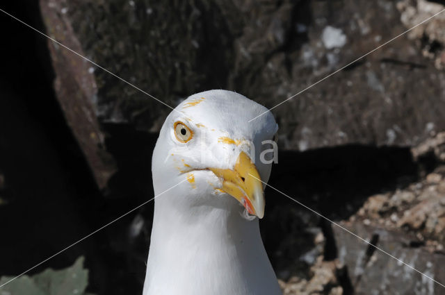 Zilvermeeuw (Larus argentatus)