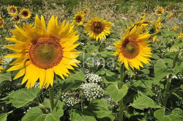 Zonnebloem (Helianthus annuus)