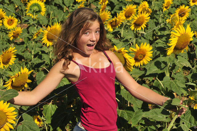 Zonnebloem (Helianthus annuus)