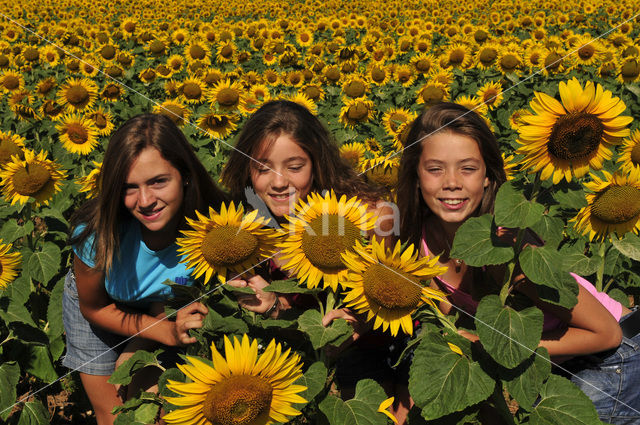 Common Annual Sunflower (Helianthus annuus)