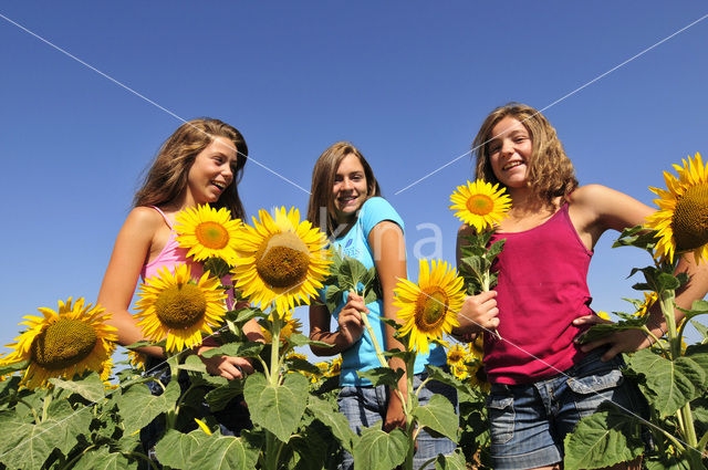 Common Annual Sunflower (Helianthus annuus)