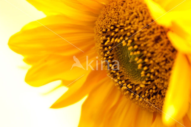 Zonnebloem (Helianthus annuus)