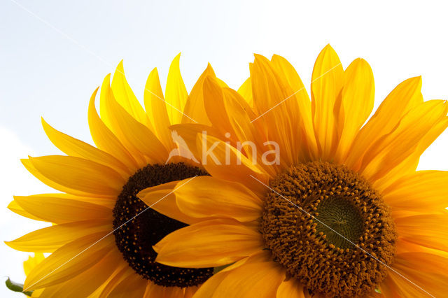 Zonnebloem (Helianthus annuus)