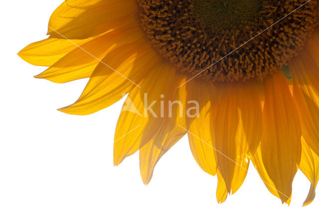 Zonnebloem (Helianthus annuus)