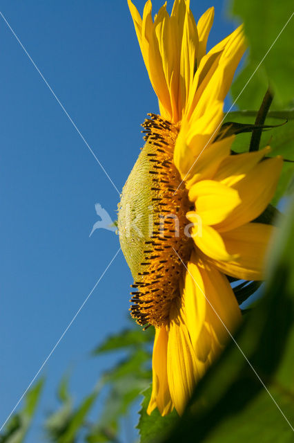 Common Annual Sunflower (Helianthus annuus)