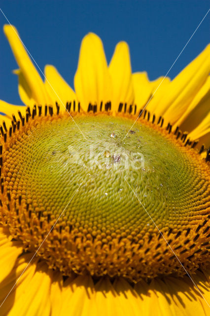 Zonnebloem (Helianthus annuus)