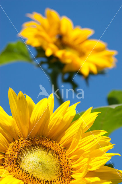 Common Annual Sunflower (Helianthus annuus)