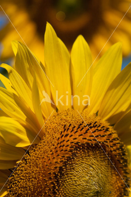 Zonnebloem (Helianthus annuus)