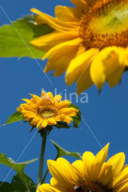 Zonnebloem (Helianthus annuus)