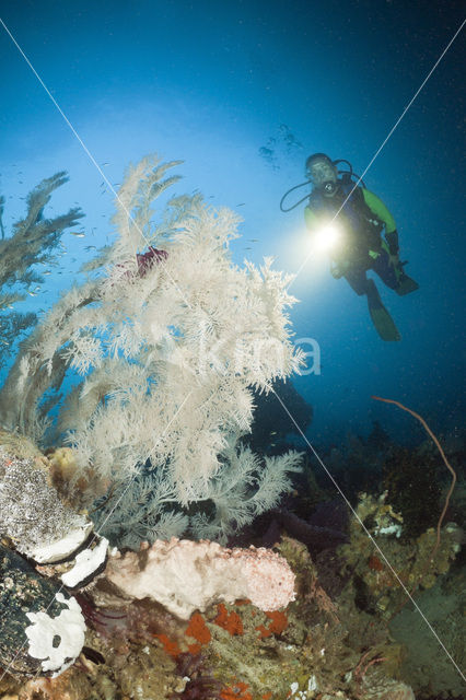 Black coral (Antipathes dichotoma)