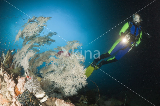 Black coral (Antipathes dichotoma)
