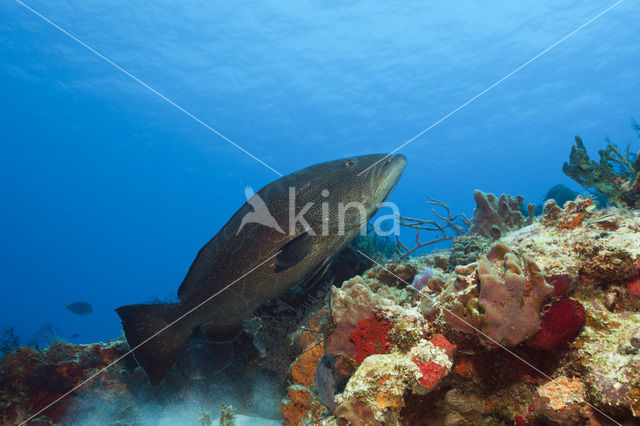 Black Grouper (Mycteroperca bonaci)