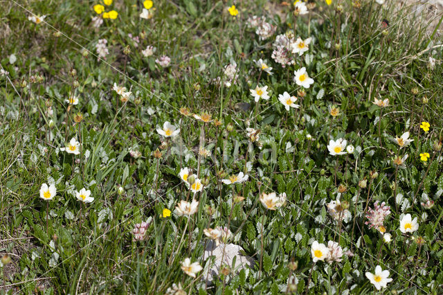 Mountain avens (Dryas octopetala)